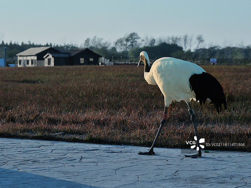 盐城丹顶鹤乐园图片素材