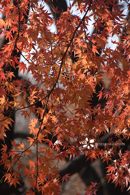 秋天阳光照耀下火红的枫叶图片素材