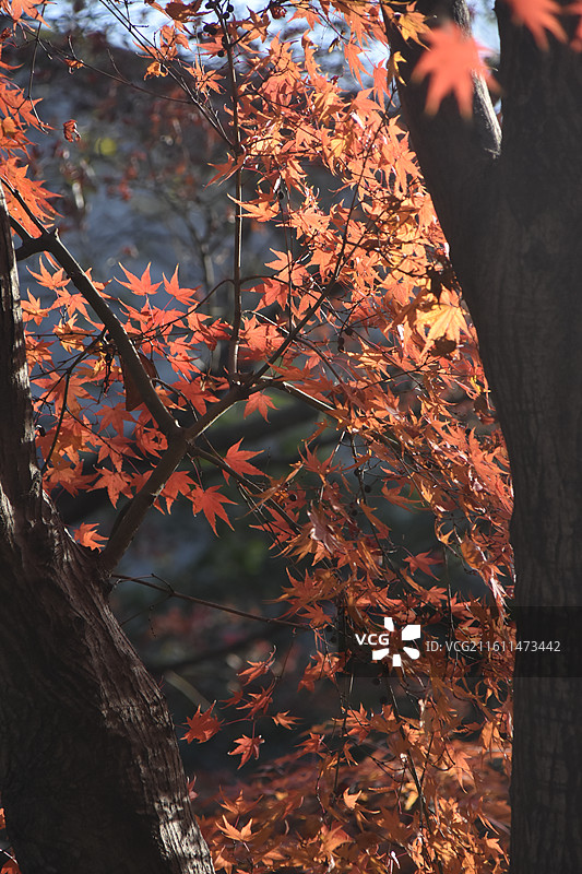 秋天阳光照耀下火红的枫叶图片素材