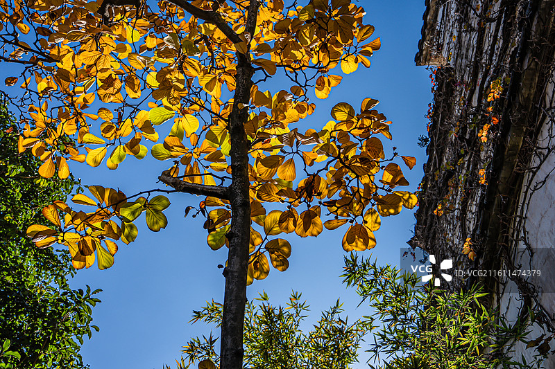 苏州园林 留园 秋景 江南意境 中式美学 世界文化遗产图片素材