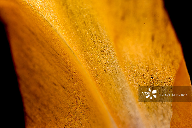 蟹爪兰图片素材