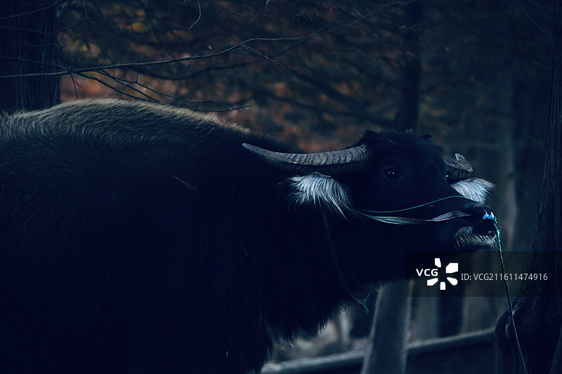 傍晚 树林 老牛 乡村 风景图片素材