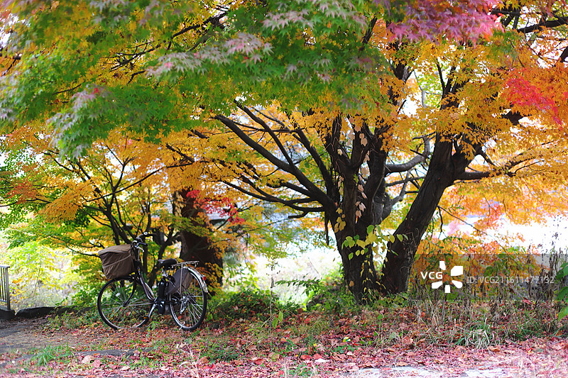 日本富士山河口湖枫叶树特写，自然宁静之美图片素材