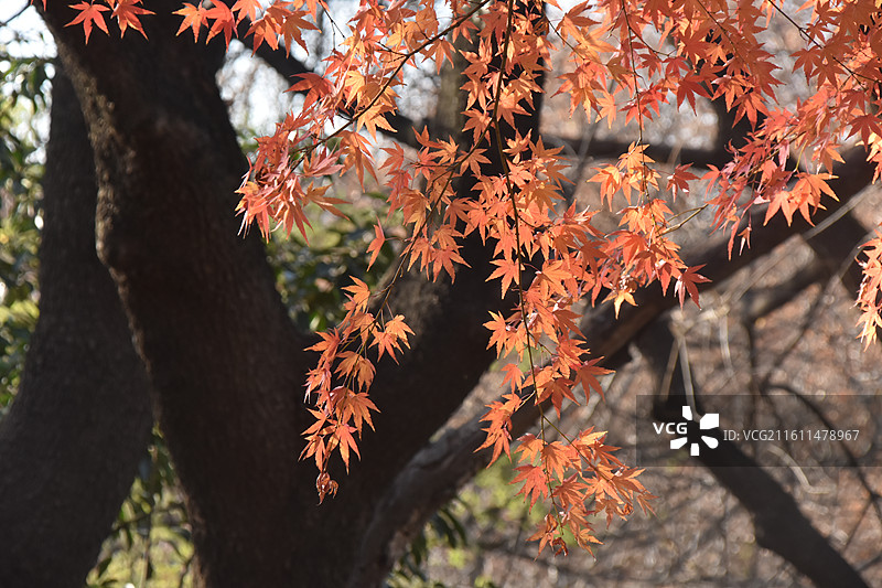 秋天阳光照耀下火红的枫叶图片素材