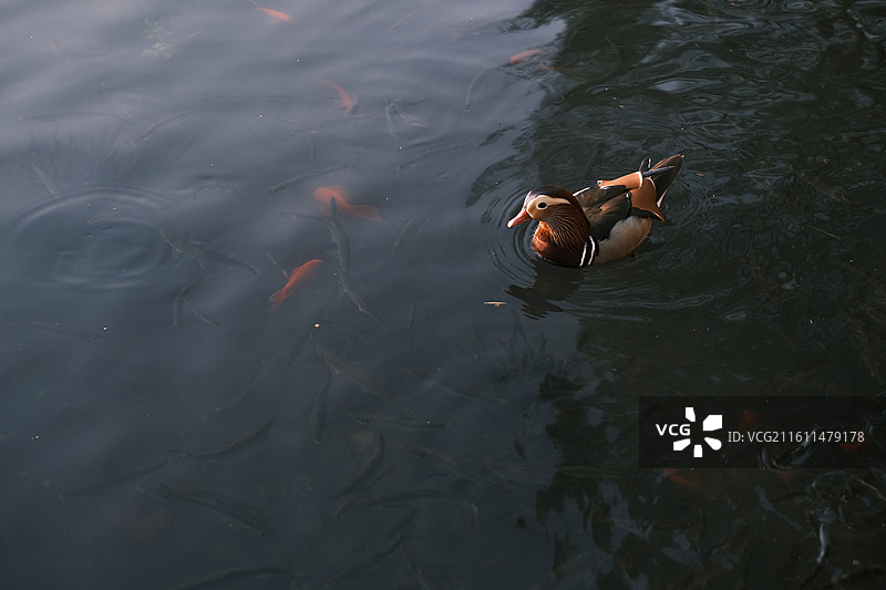 西湖鸳鸯图片素材