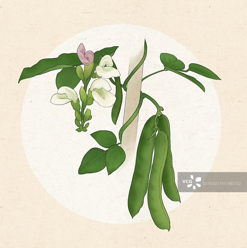 豆角刀豆图片素材