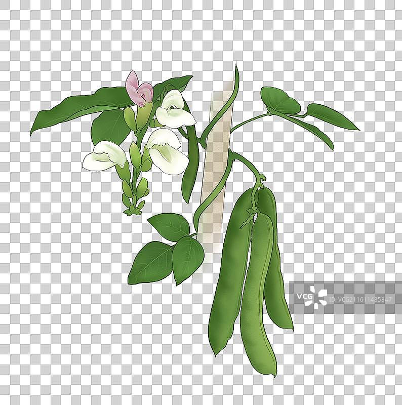 豆角刀豆图片素材