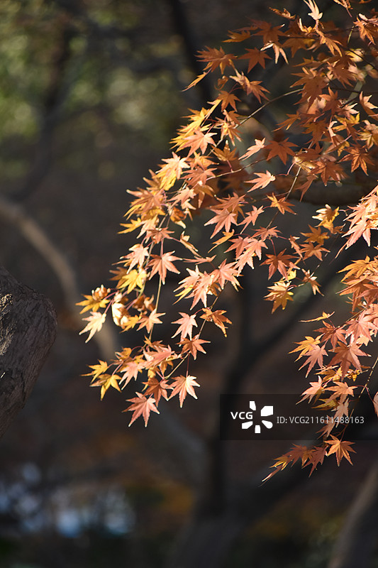 秋天阳光照耀下火红的枫叶图片素材