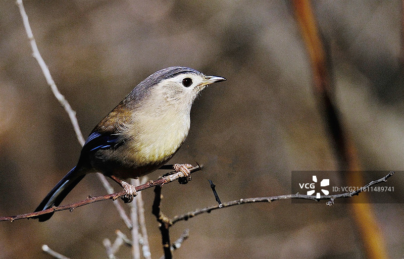 云南昆明金殿公园暖冬野生动物特写百鸟图图片素材