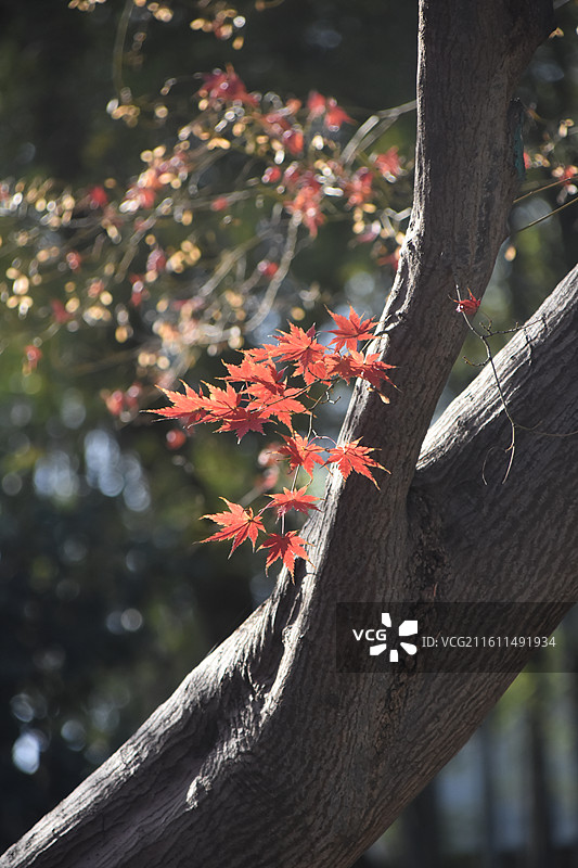 秋天阳光照耀下火红的枫叶图片素材