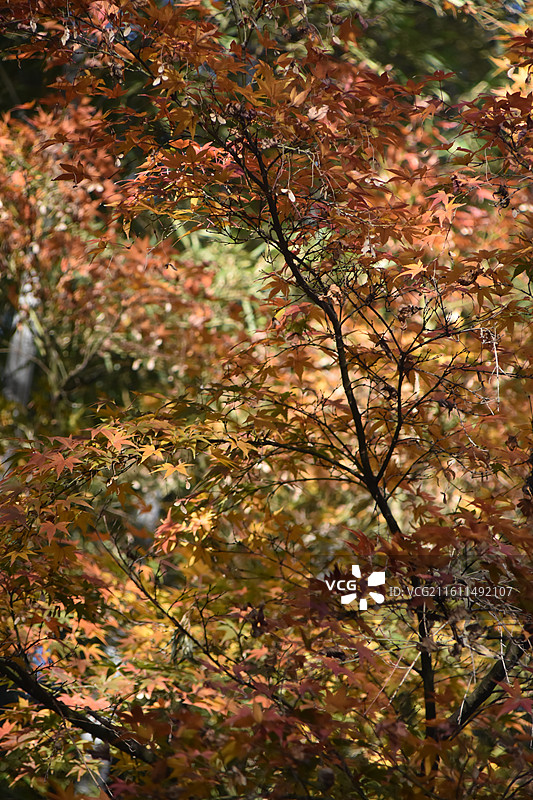 秋季黄红交替中的枫叶景色图片素材