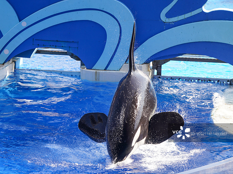 上海海昌海洋公园 虎鲸图片素材