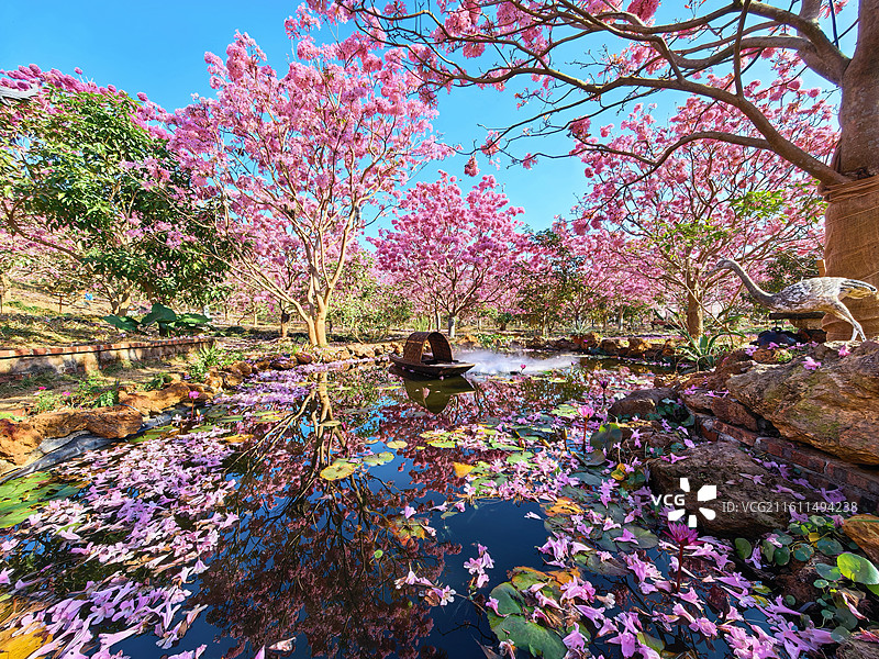 广东省江门市绿美生态园景区紫色风铃花图片素材