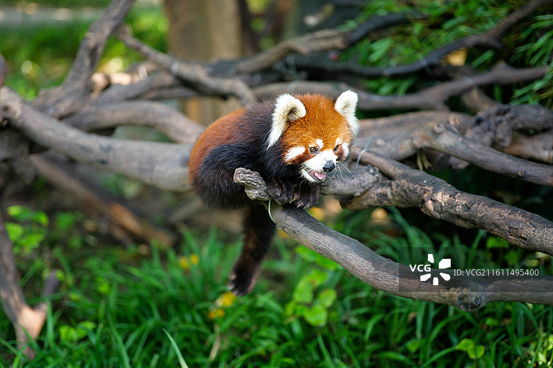 趴在纵横交错的树干中间的小熊猫图片素材