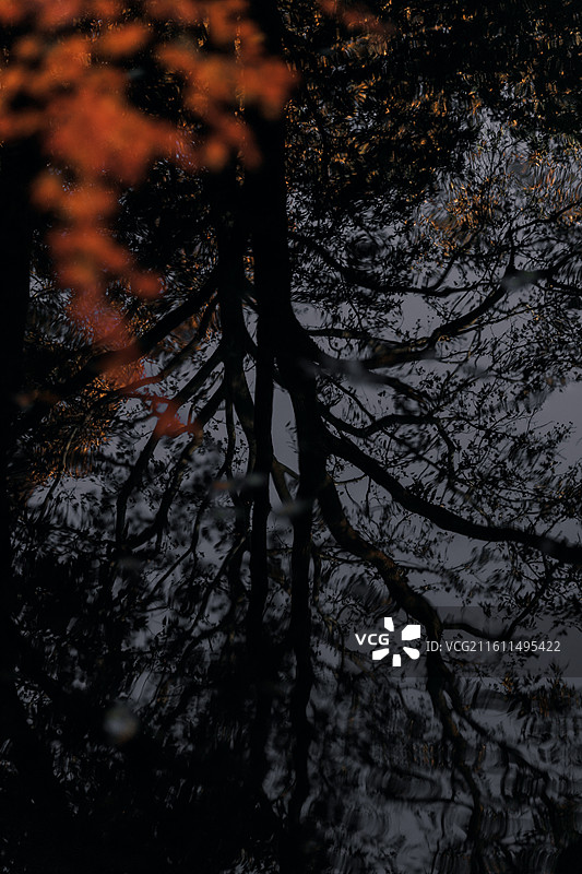 秋天里的红枫叶图片素材