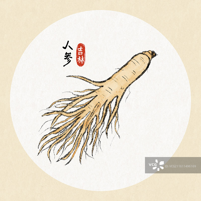 吉林美食插画-人参图片素材