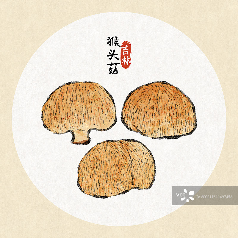 吉林美食插画-猴头菇图片素材