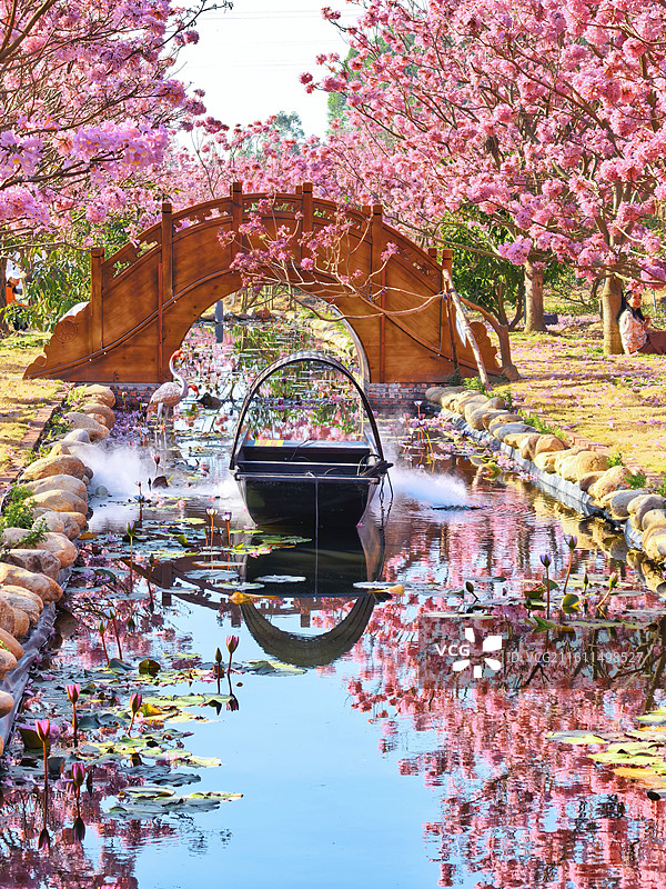 广东省江门市绿美生态园景区紫色风铃花图片素材