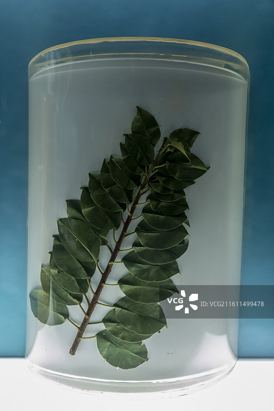 天津自然博物馆“家园·生命展区”：海漆（采集于海南海口东寨港）图片素材