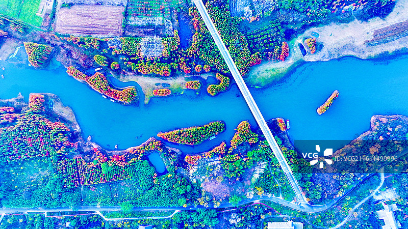 江苏淮安盱眙天泉湖水杉林图片素材