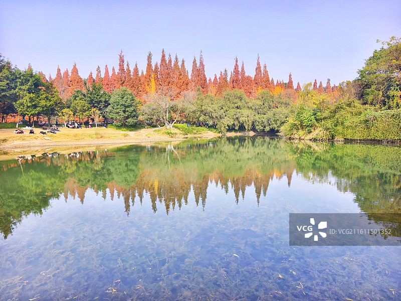 成都成华区升仙湖公园秋天水杉树图片素材