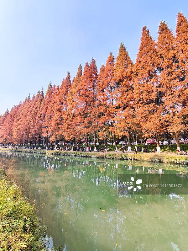 成都成华区升仙湖公园秋天水杉树图片素材