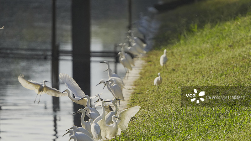 深圳中心公园水边白鹭群栖息图片素材