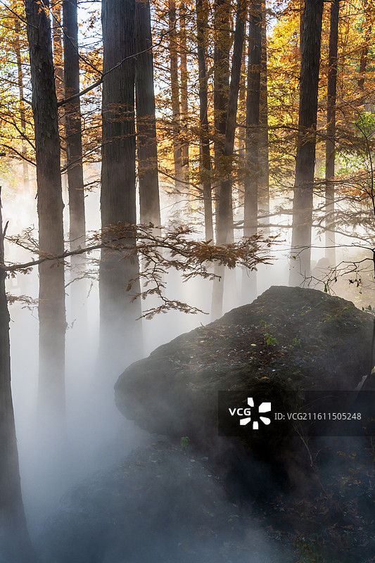 北京植物园秋天阳光秋色丁达尔光图片素材