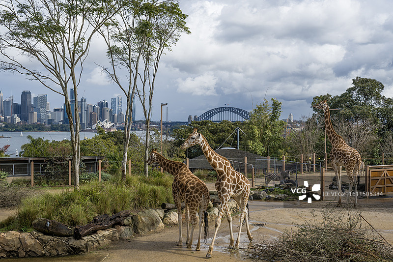 塔龙加动物园(Taronga Zoo)图片素材