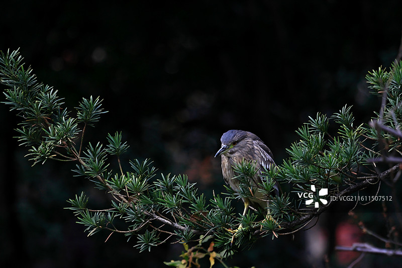 夜鹭特写图片素材