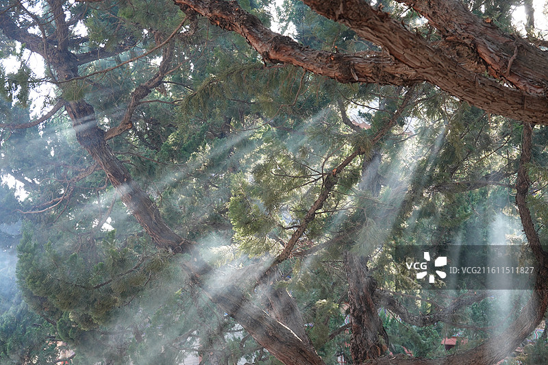 陕西省西安市西安大兴善寺密宗祖庭：地藏殿前古树烟雾丁达尔现象耶稣光图片素材