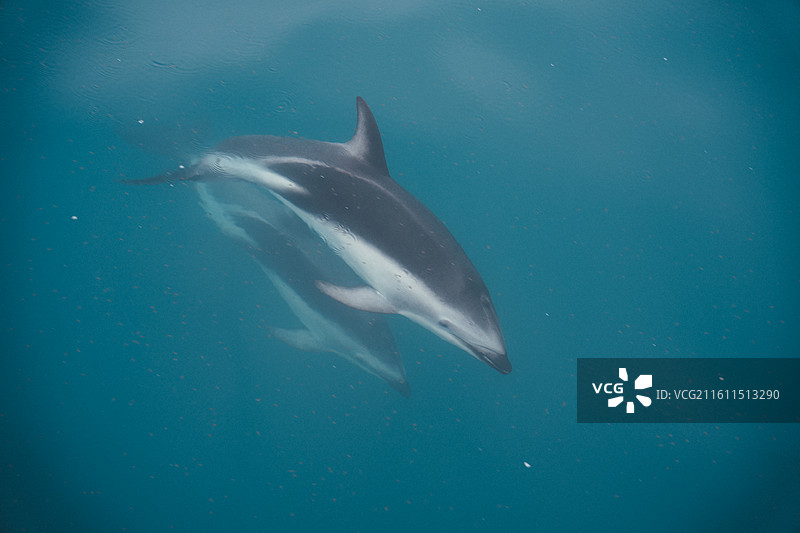 新西兰坎特伯雷凯库拉小镇出海看海豚图片素材