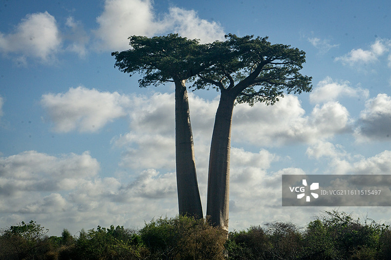 猴面包树与月 6图片素材