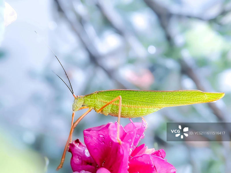 螽斯图片素材