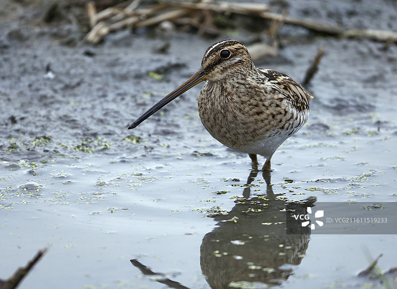 长喙寻幽图片素材