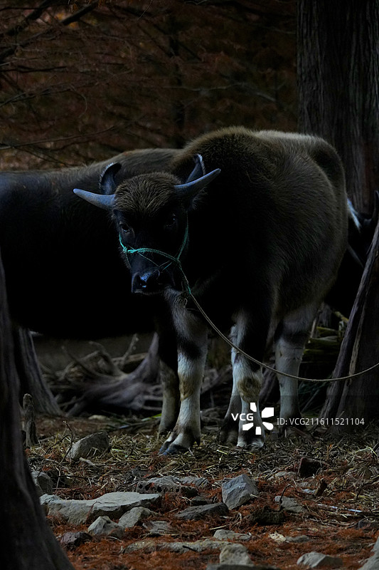 傍晚 树林 老牛 乡村 风景图片素材