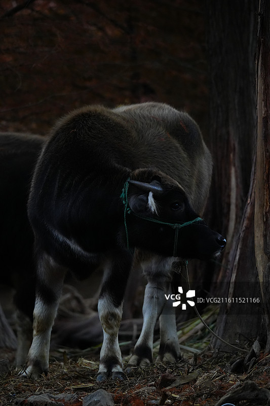 傍晚 树林 老牛 乡村 风景图片素材