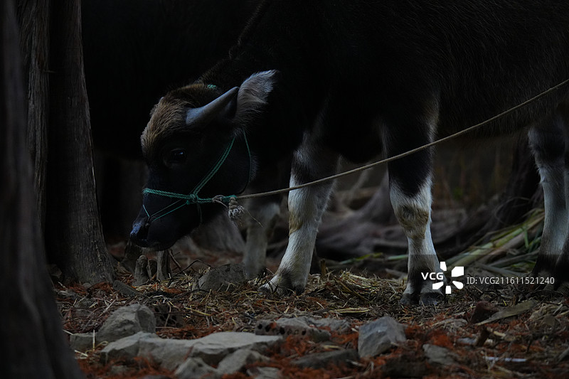 傍晚 树林 老牛 乡村 风景图片素材