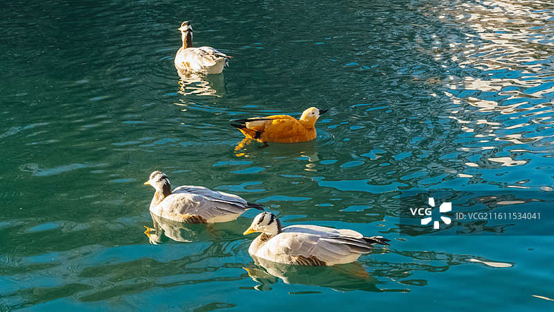 冬日的宗角禄康龙王潭图片素材