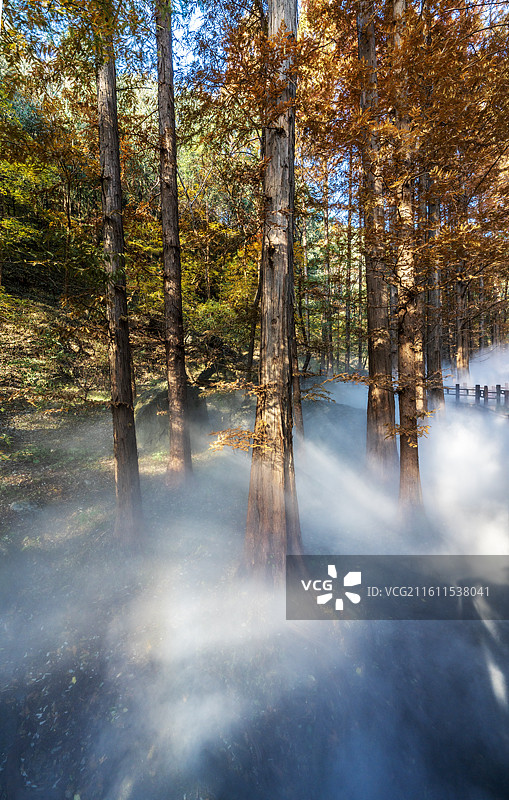 北京植物园秋天阳光秋色丁达尔光图片素材