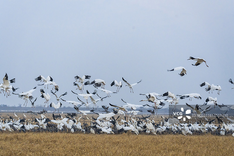 江西鄱阳湖候鸟白鹤群鸟群图片素材