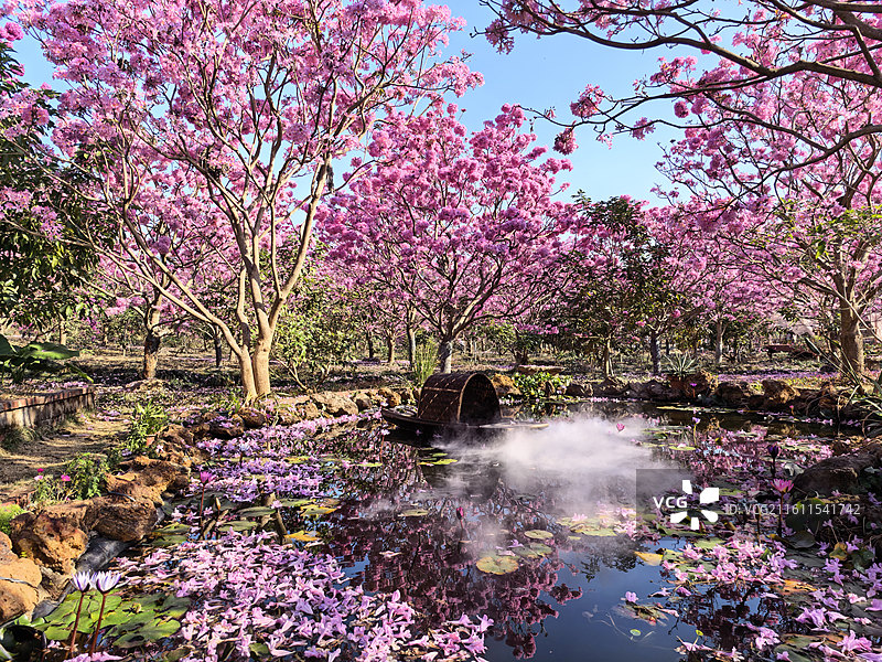 广东省江门市绿美生态园景区紫色风铃花图片素材