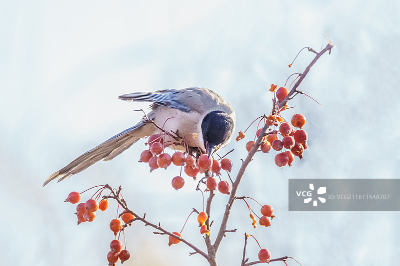 灰喜鹊与红豆图片素材