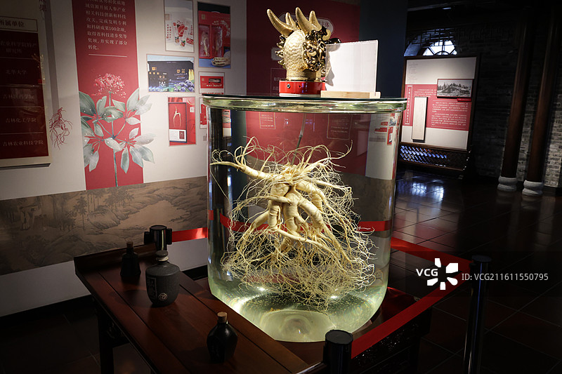 吉林官参局，人参苗，人参，采参工具，药草图片素材