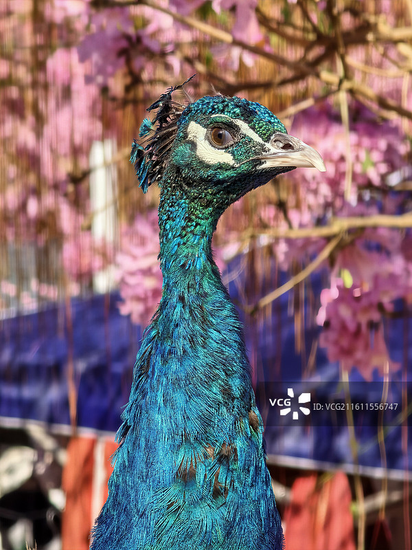 孔雀和紫色风铃木特写图片素材