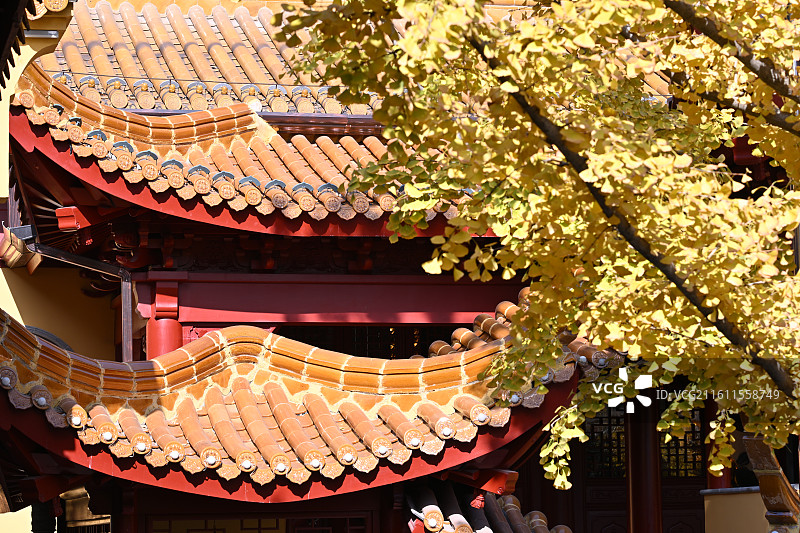 南京白鹭洲公园鹫峰禅寺里秋天的银杏树图片素材