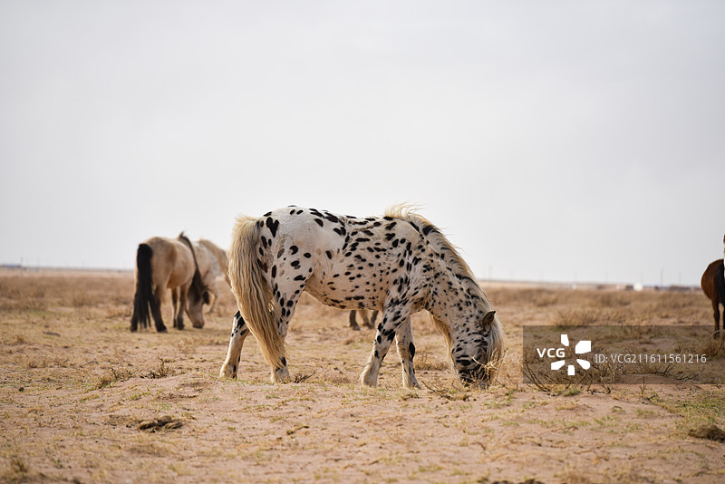 斑点马在荒原上吃草图片素材