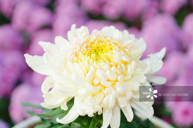 秋日菊花盛开图片素材