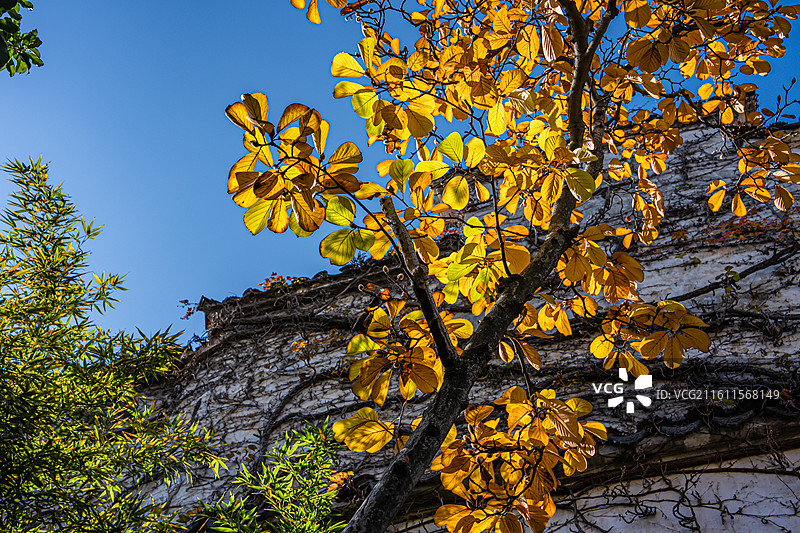 苏州园林 留园 秋景 江南意境 中式美学 世界文化遗产图片素材