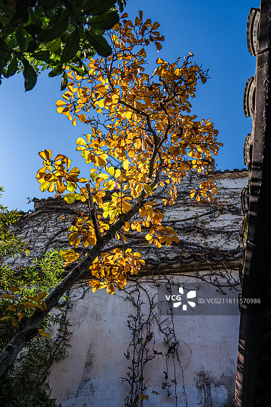 苏州园林 留园 秋景 江南意境 中式美学 世界文化遗产图片素材